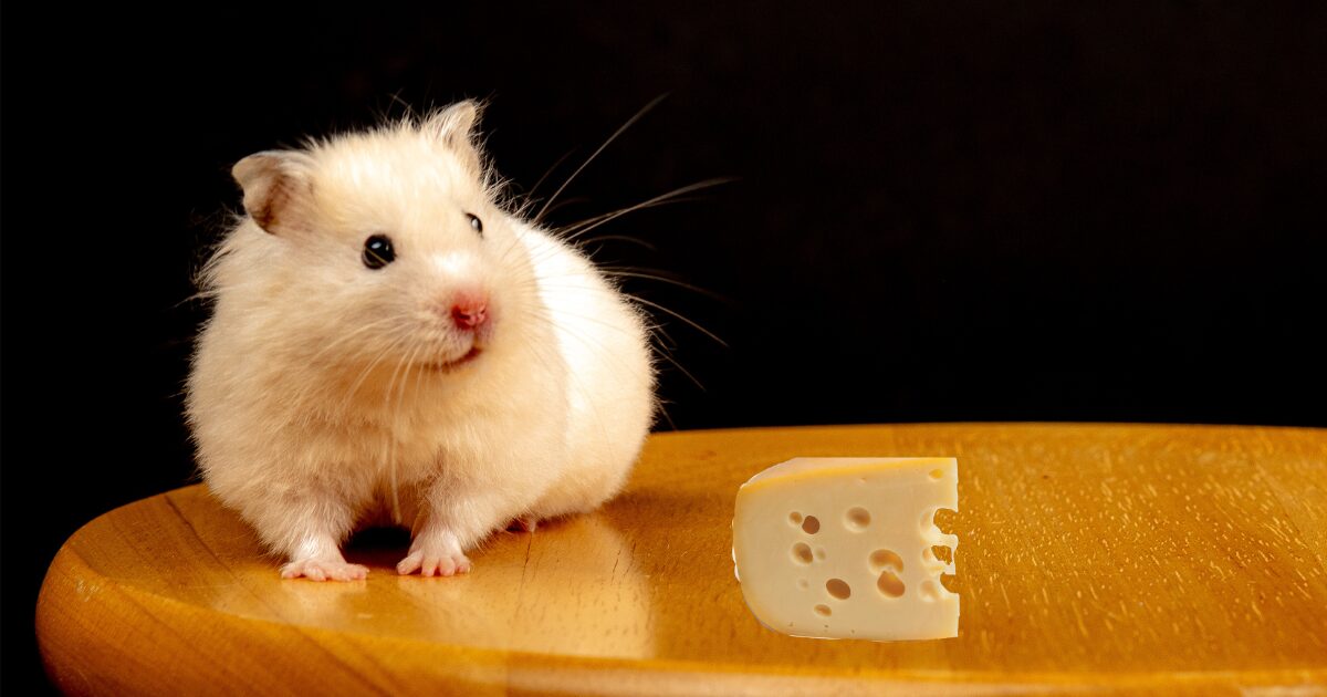 mouse-cheese